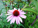 Echinacea