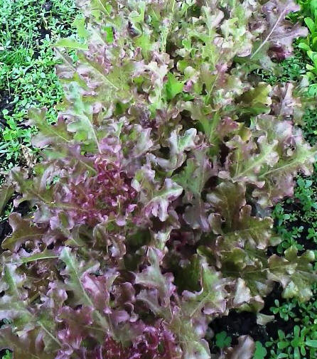 Red Oakleaf Lettuce